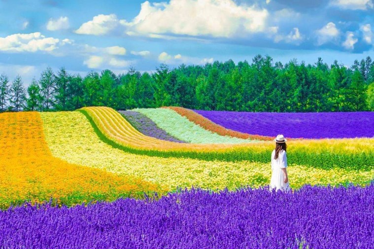 Tour Nhật Bản Bay Thẳng Hokkaido - Sapporo - Otaru - Furano - Asahikawa 6N5D từ Hà Nội